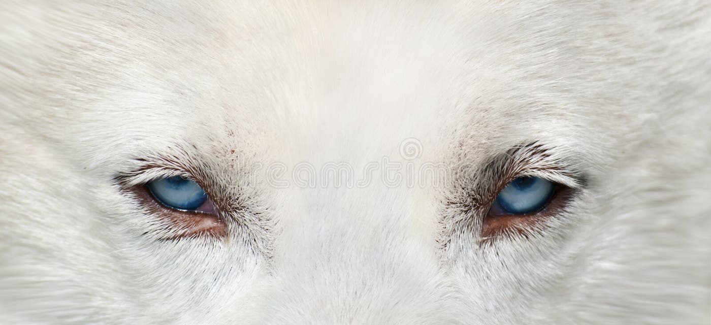 20,768 Wolf Eyes Stock Photos - Free & Royalty-Free Stock Photos from ...