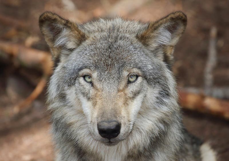 Wolf face in forest stock photo. Image of summer, animal - 77412788