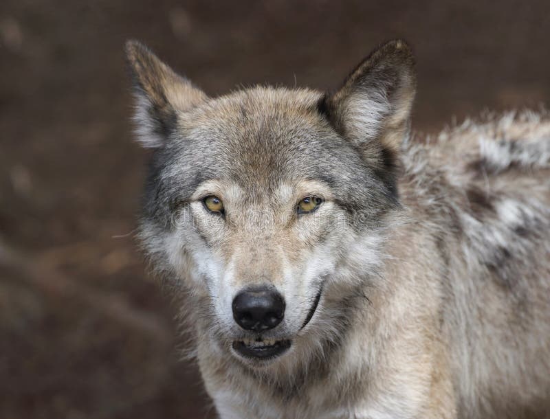 Wolf Face Close-up stock photo. Image of human, carnivore - 3028306