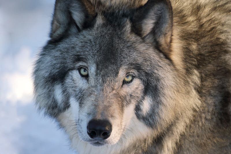 Face of wolf stock image. Image of beauty, nature, wolf - 23806215