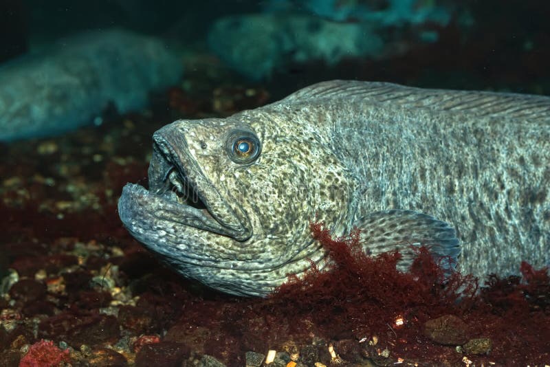 wolf eel for sale wolf eel for sale