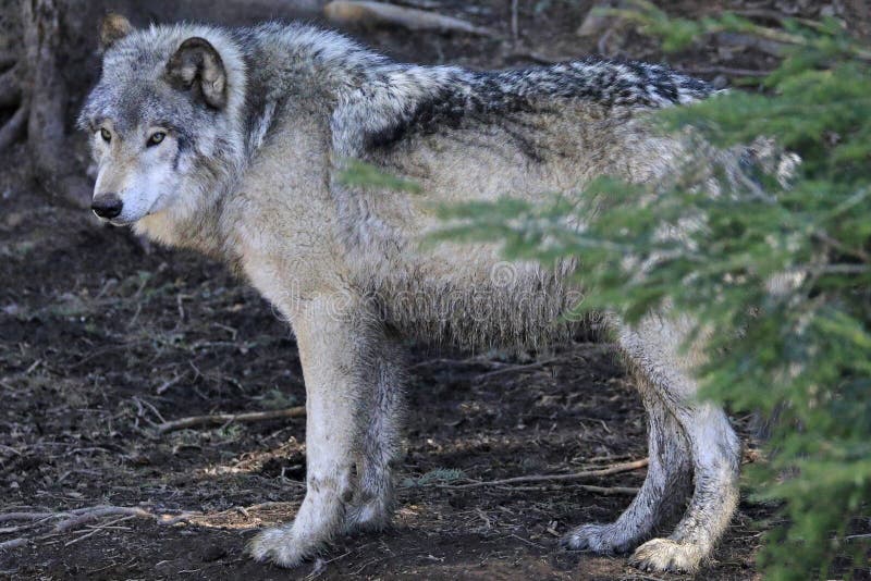 Wolf in the Forest, Quebec, Canada Stock Photo Image of animal