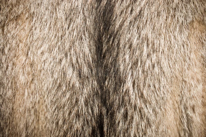 Wolf fur stock image. Image of macro, closeup, design 24195187