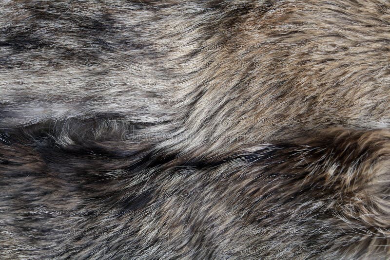 Wolf Fur Texture Natural Grey Stock Image Image of fluffy, exotic