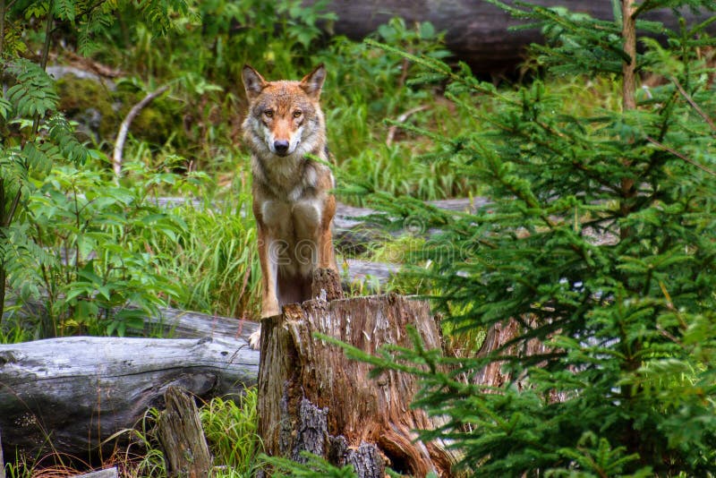 European wolf - Canis lupus