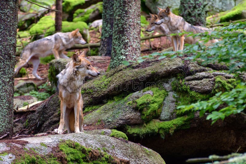 European wolf - Canis lupus