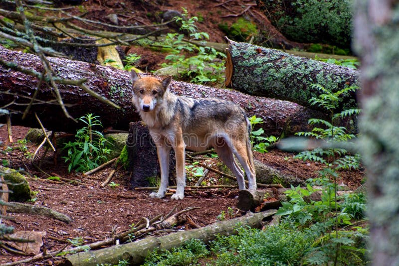 European wolf - Canis lupus