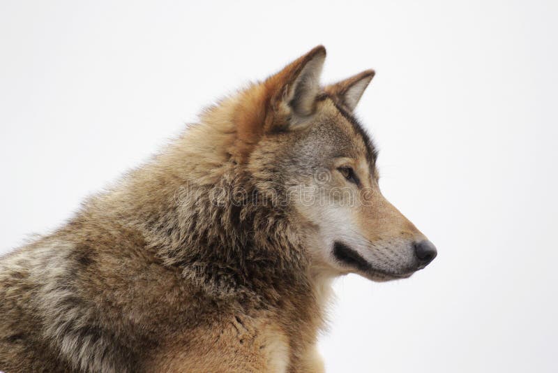 Wolf head stock image. Image of wulf, alpha, lupus, wolf 28861655