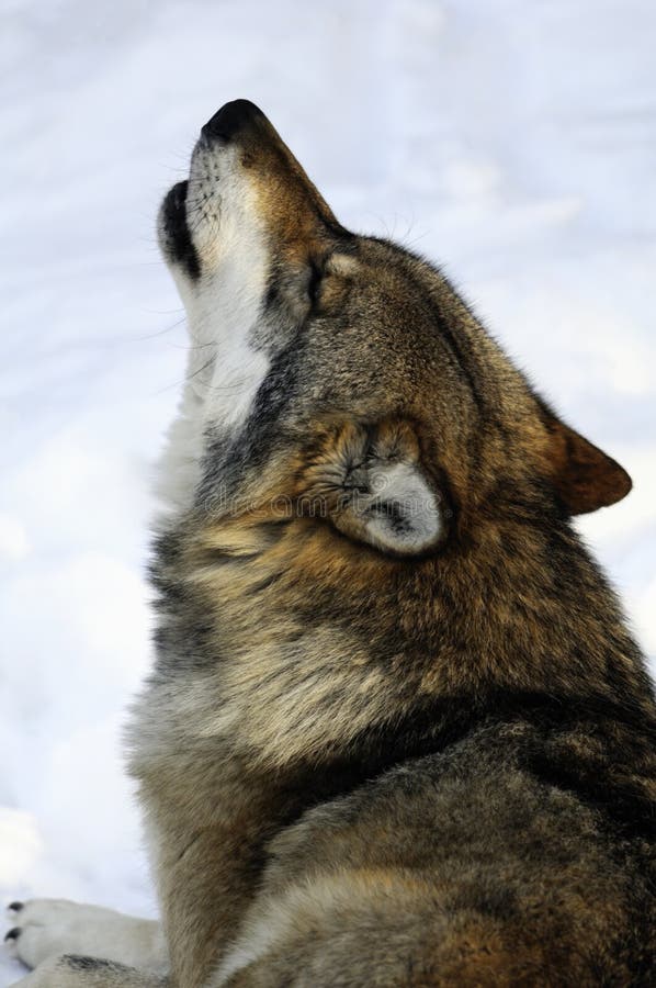 Externo retrato quejoso Lobo (bestias caninas) en la nieve.