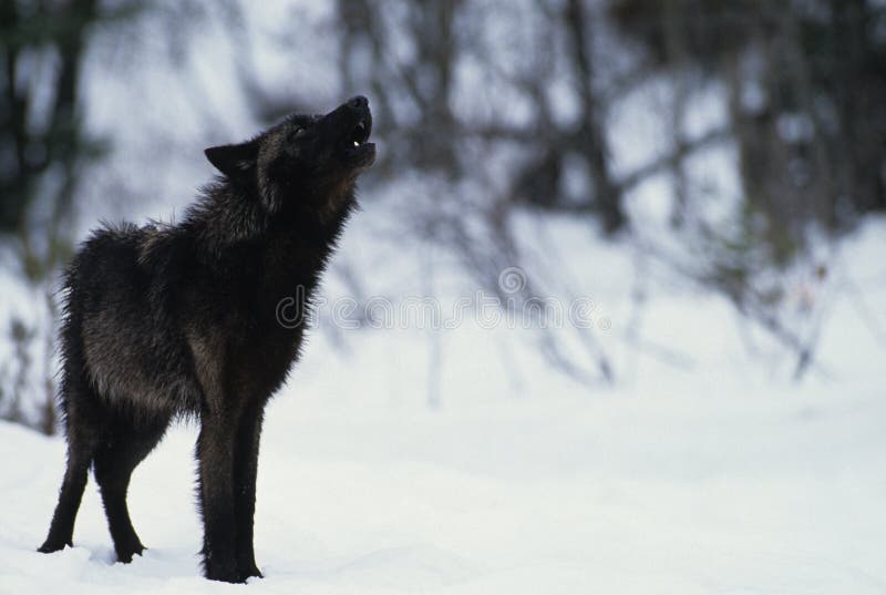 Wolf Howling in Snow stock photo