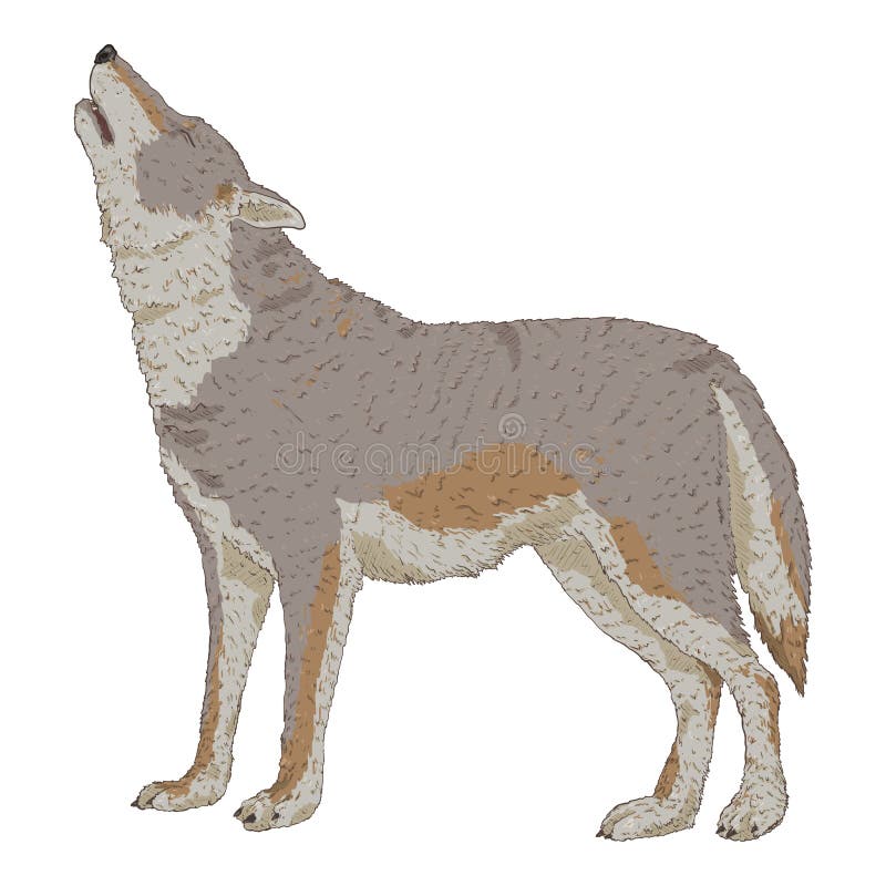 Wolf Howling Vector Cartoon Illustration Stock Vector - Illustration of  logo, lonely: 232627089