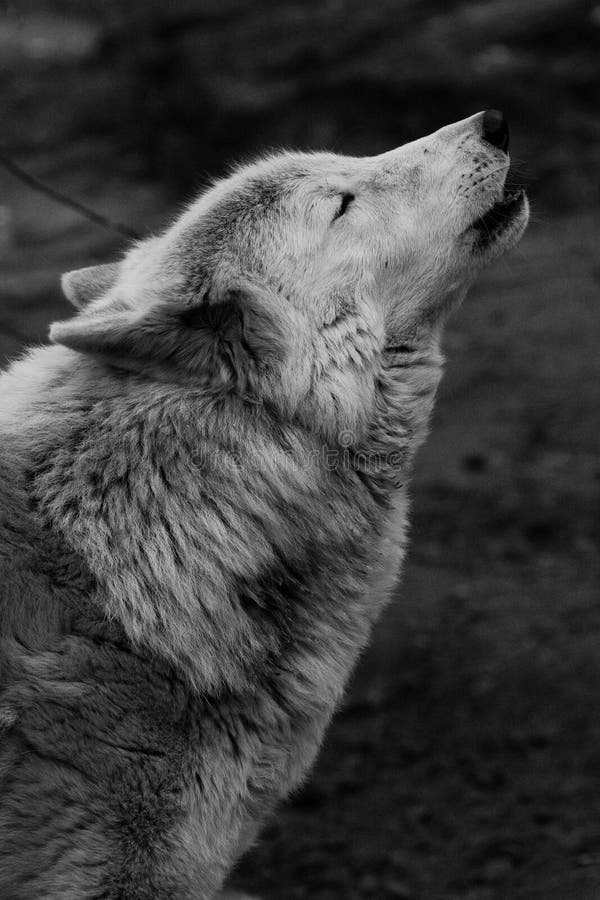 black and white wolf dog