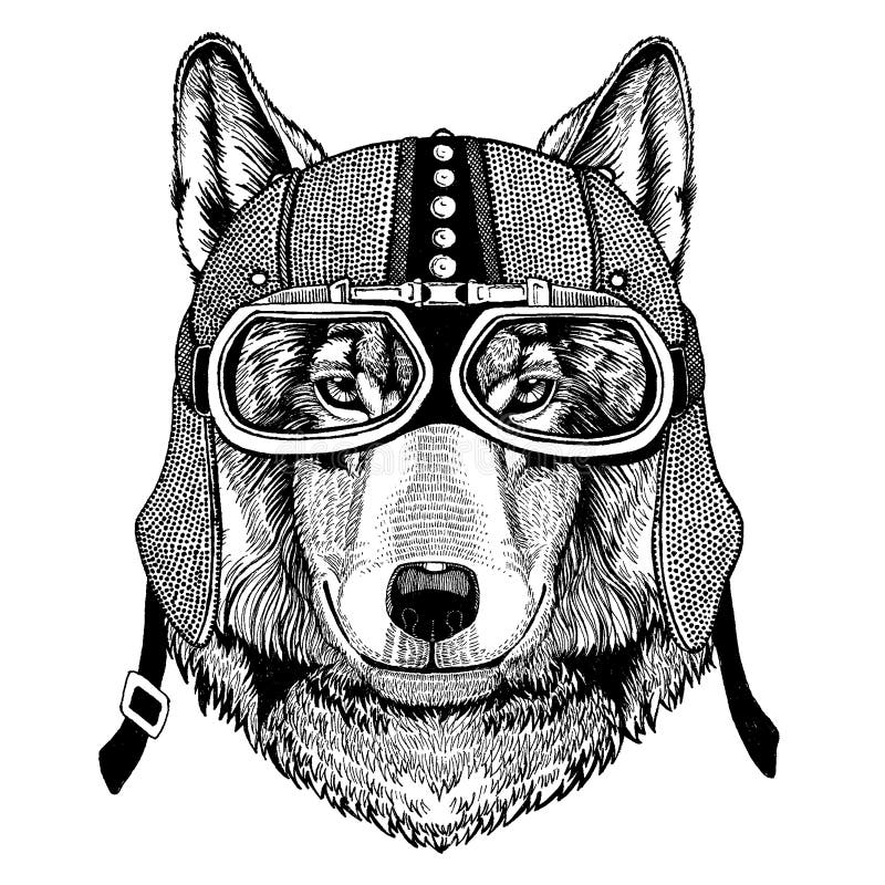 Wolf, Hundewildes tragendes Tiermotorrad, aero Sturzhelm Radfahrerillustration für T-Shirt, Plakate, Drucke vektor abbildung Wolf, Hundewildes tragendes Tiermotorrad, aero Sturzhelm Radfahrerillustration für T-Shirt, Plakate, Drucke vektor abbildung