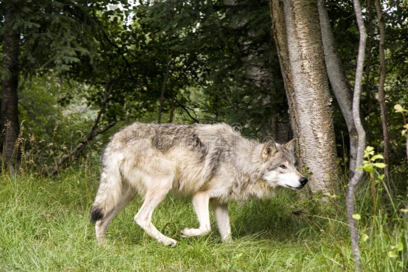 Wolf Hunting - Bank2home.com