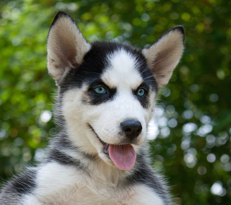 wolf hybrid wolf hybrid