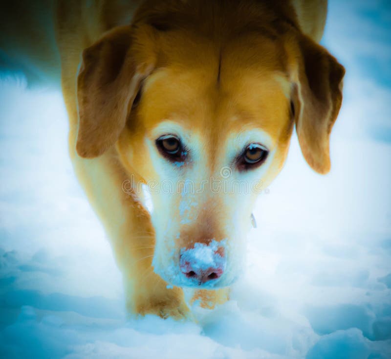 WolfLab stock image. Image of retriever, outside, covered 83013627