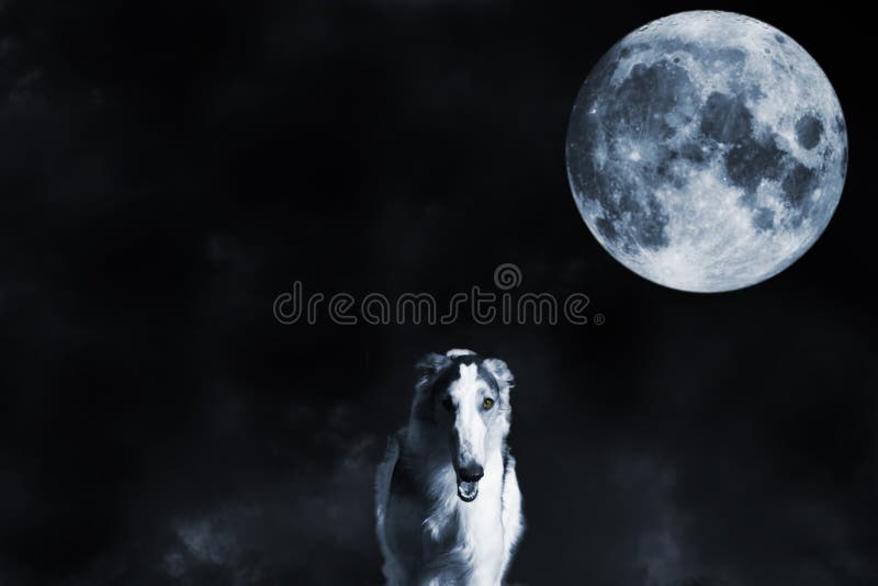 Wolf like borzoi sight hound and full moon