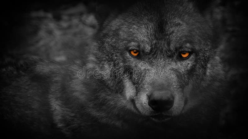 Wolf Looking Around With Fiery Eyes Abstract