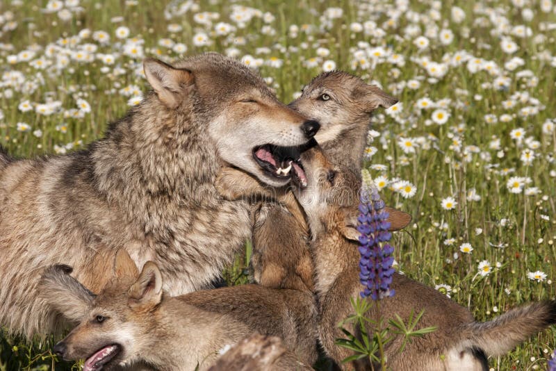 Wolf Mom and Pups Close Up in the Wildflowers Stock Image - Image of ...