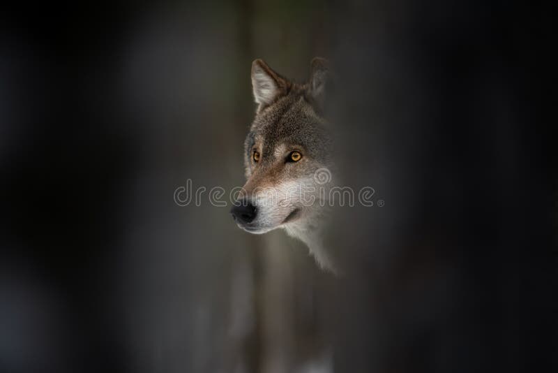 Wolf Muzzle. European Wolf With Glowing Eyes Among Tree Trunks, Dark Background.