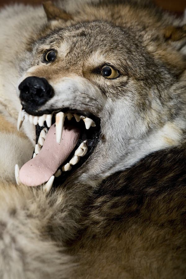 Wolf pelt on the floor stock image. Image of pelt, bark 3892671