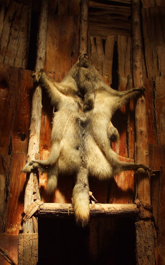 Wolf Pelt in Long House