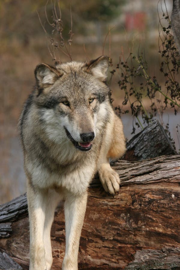 176 Wolf Stalking Prey Stock Photos - Free & Royalty-Free Stock Photos ...