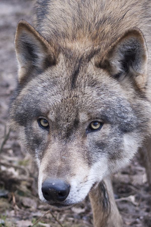 Wolf Portrait