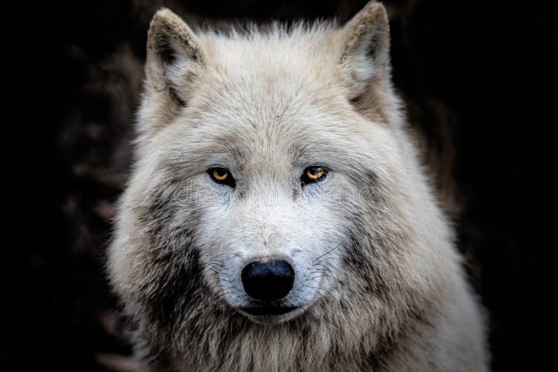 Wolf Portrait with Orange Eyes Fantasy Stock Photo - Image of looking ...