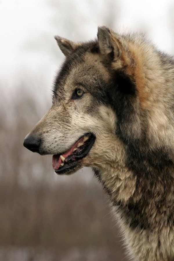 Wolf profile stock photo. Image of nature, canines, wolf 19590830
