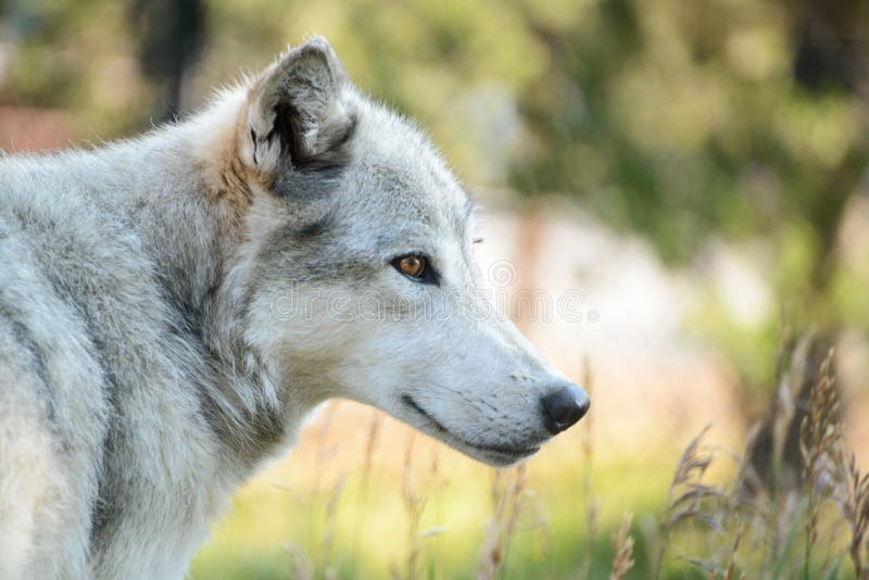 Wolf profile stock photo. Image of park, yellow, wild 33167324
