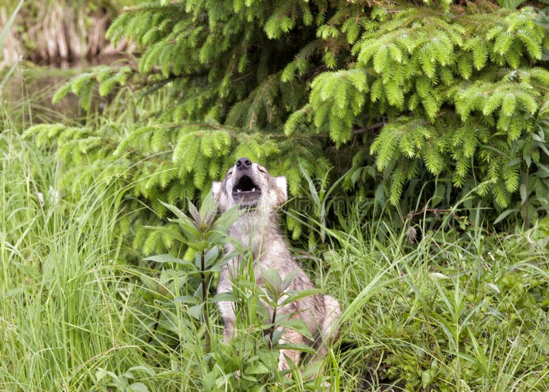 Wolf Puppy Howling imagen de archivo Wolf Puppy Howling imagen de archivo