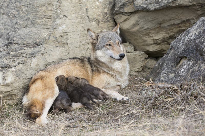 Wolf pups feeding on mother