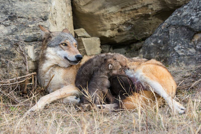 ten wolf pups with mom