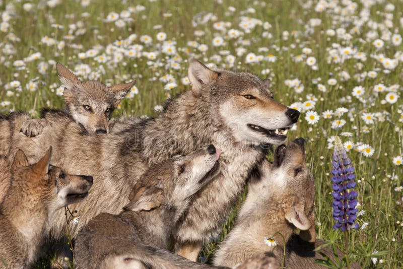 Wolf Pups Playing com a mamã nos Wildflowers