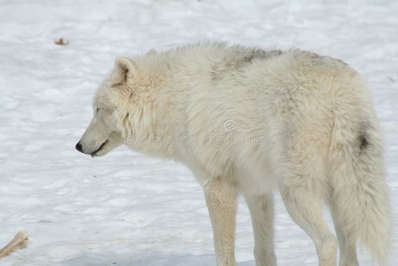 Wolf in Quebec. Canada, North America. Stock Image Image of natural