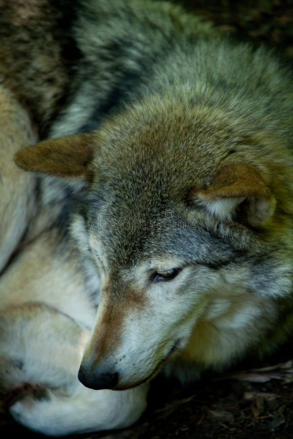 Wolf resting stock photo. Image of wolf, fauna, shady - 14517266