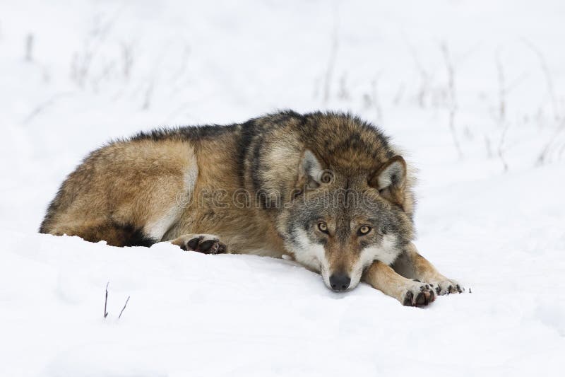 Wolf resting in snow