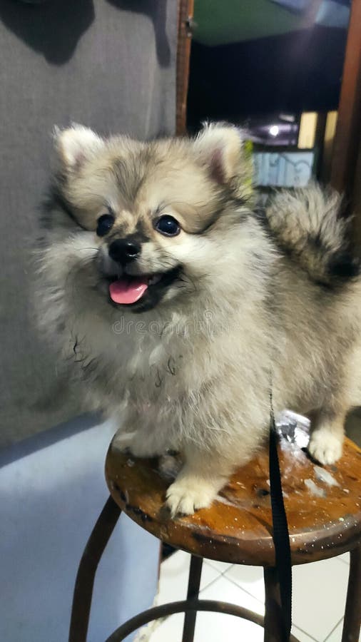 Roter Pomeranian Spitzwelpe Zobel Steht Auf Einem Weissen Schnee Im Winterpark Zwergspitz Deutscher Spitz Oder Stockbild Bild Von Auge Erwachsener 173265261