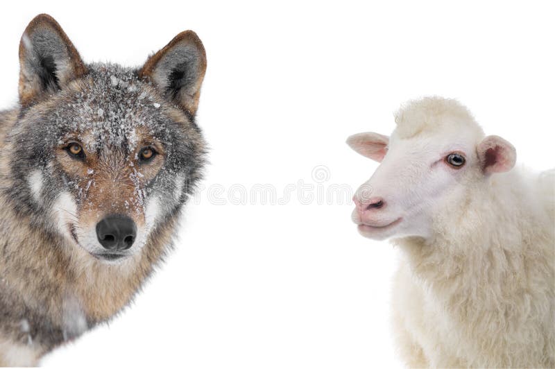 Wolf and sheep portrait isolated on a white