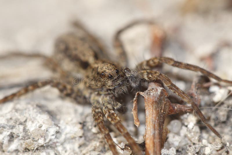 Wolf spider