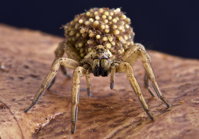 Wolf spider with babies stock image. Image of wildlife 53551873