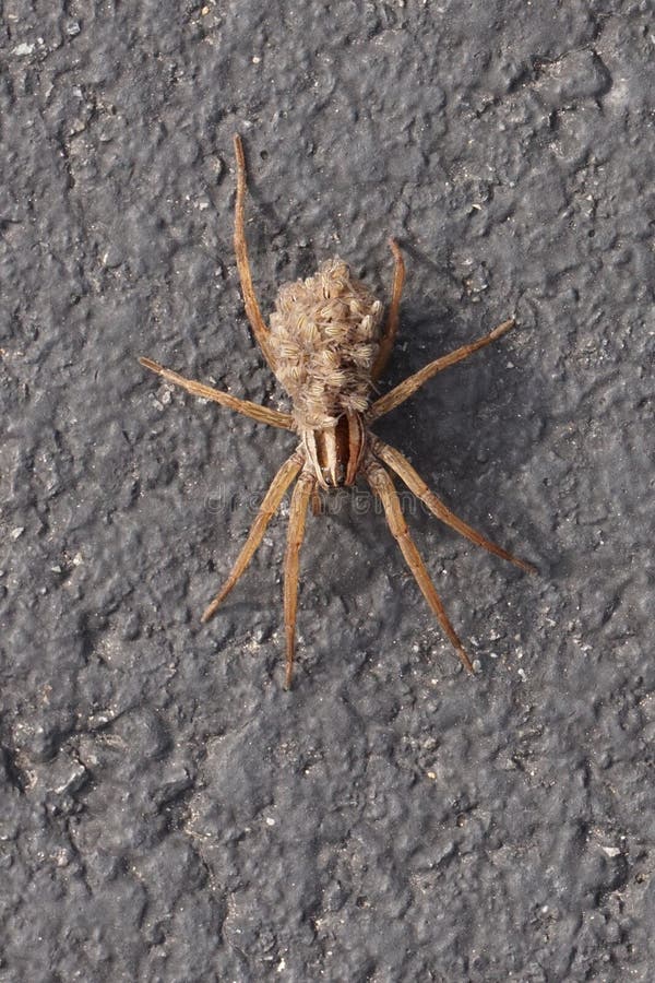 Wolf Spider die haar jongelui op haar terug vervoeren stock fotografie Wolf Spider die haar jongelui op haar terug vervoeren stock fotografie