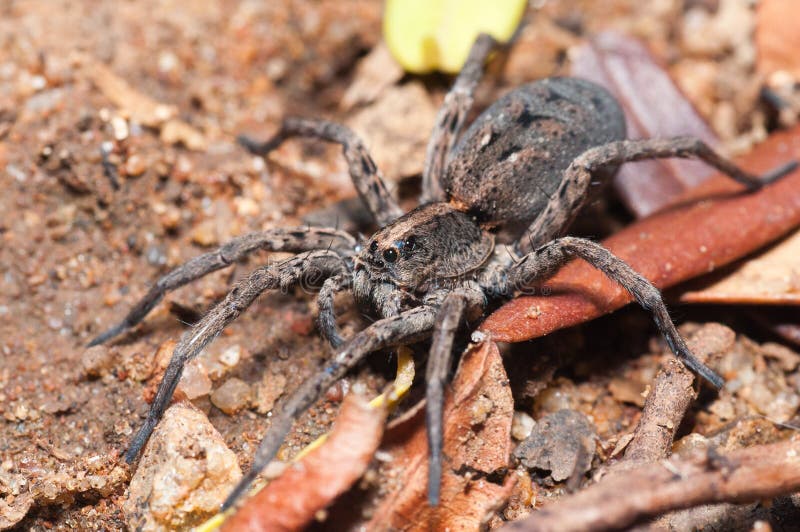 Wolf spider with dry vegatation