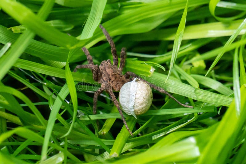 Wolf Spider with Egg Sac in Grass Stock Image Image of summer, eggs 210509403