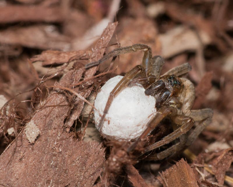 Wolf Spider With Egg Sack