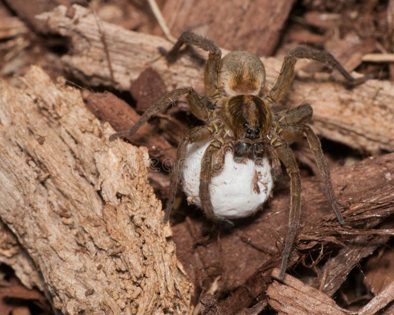 Wolf Spider with Egg Sack stock photo. Image of animal 72422356