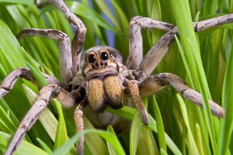 Wolf spider in grass