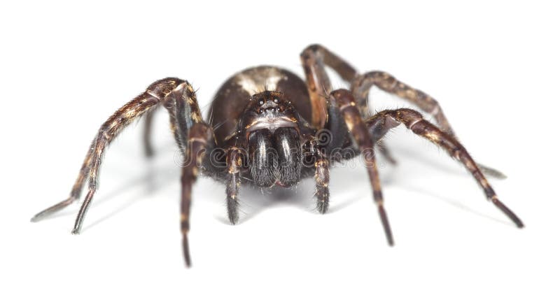 Wolf spider isolated on white background