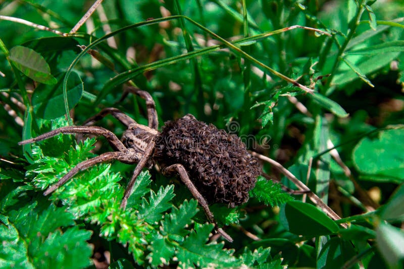 Wolf Spider-mamma met babys op het de buik van ` s stock afbeelding Wolf Spider-mamma met babys op het de buik van ` s stock afbeelding